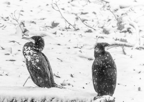 Fourcault-Thierry-Hiver9