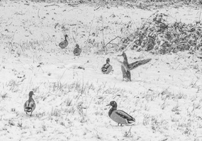 Fourcault-Thierry-Hiver2