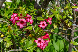 DSC06705
