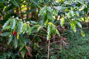 DSC06774