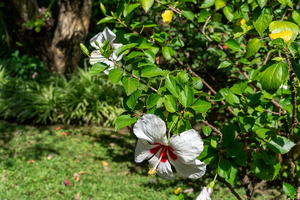 DSC06879