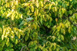 DSC06978