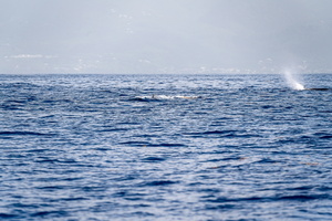 DSC07020