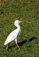 DSC07300