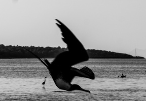 DSC07396-Avec accentuation-SR