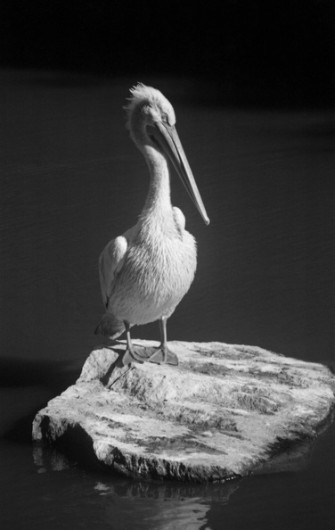 pelican1.jpg